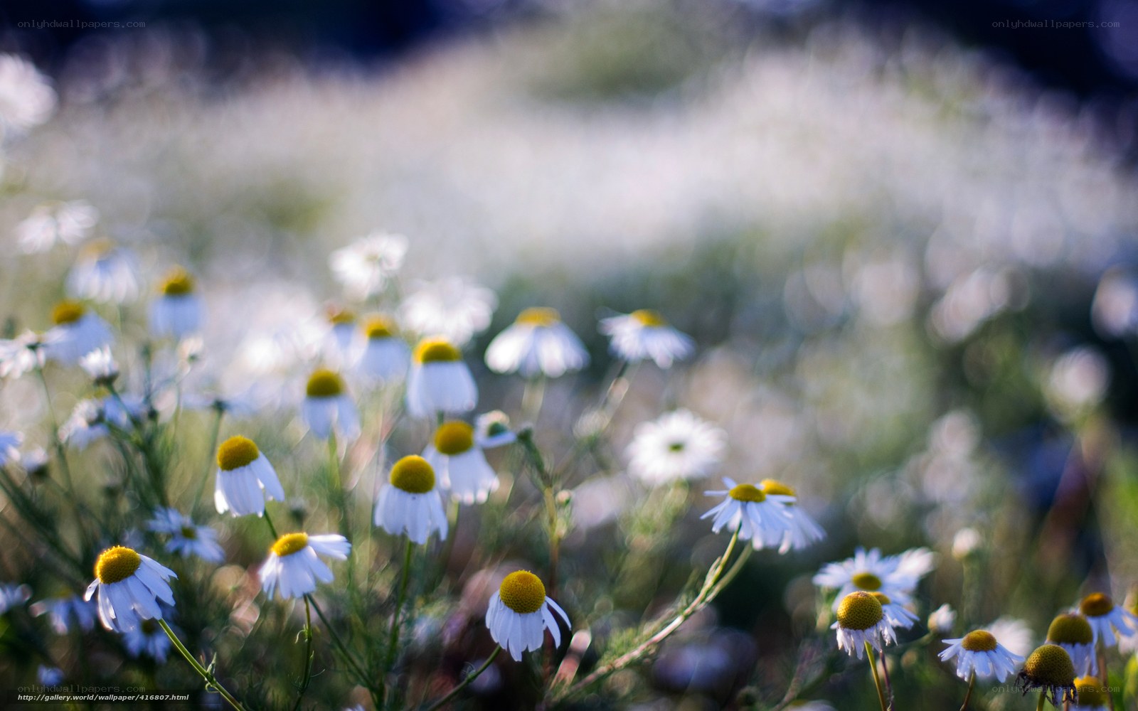 Chamomile flowers in a field