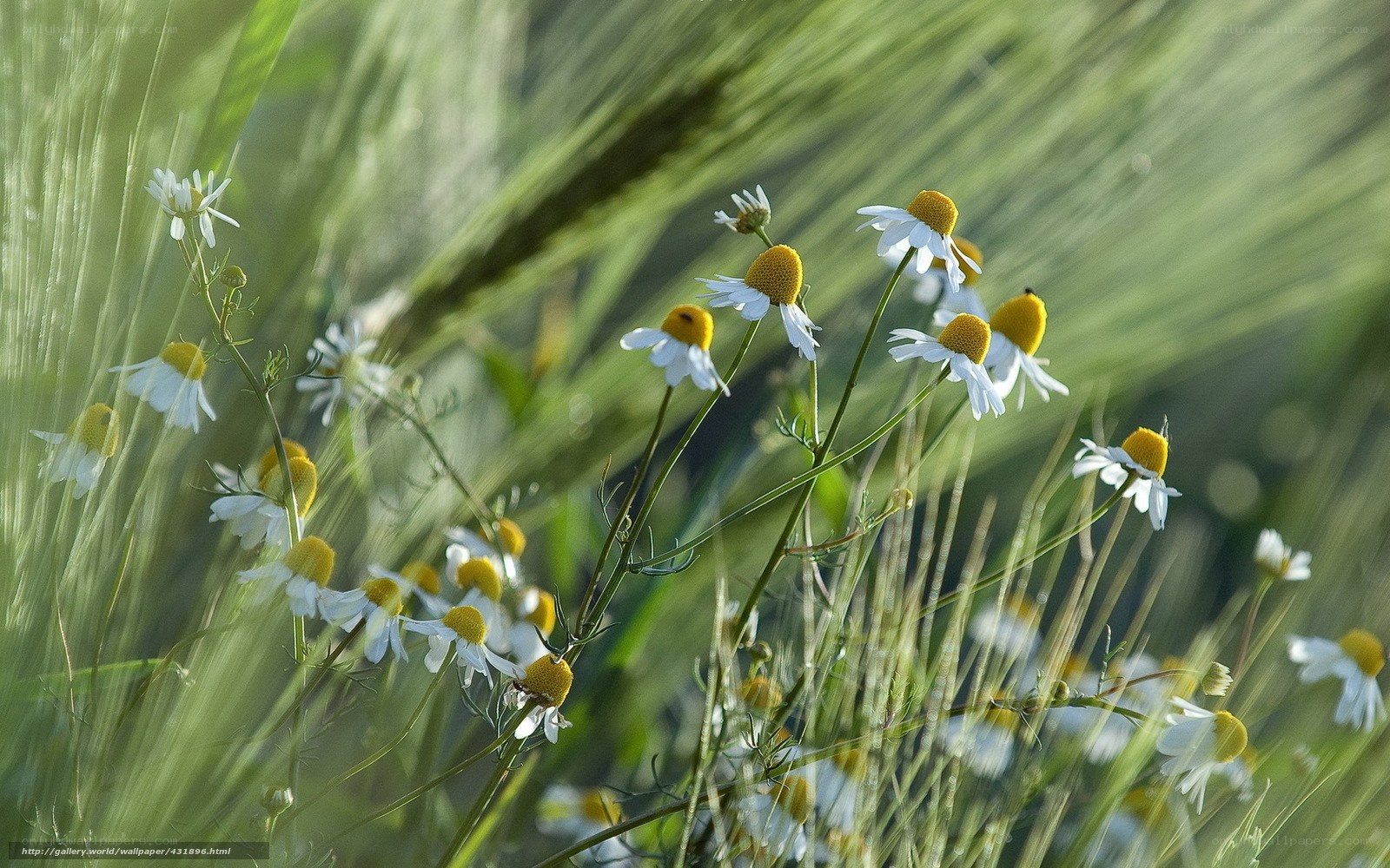 Chamomile flowers in a field
