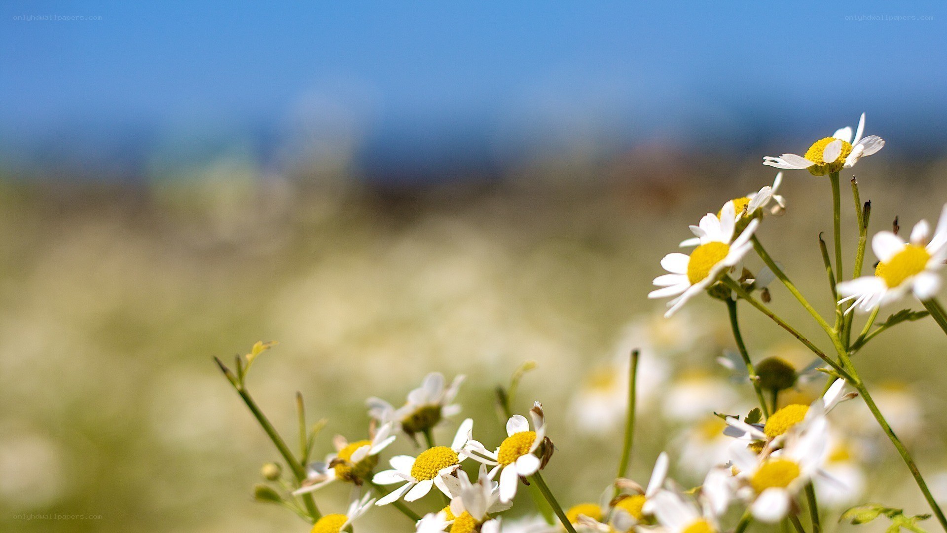 Chamomile flowers in a field