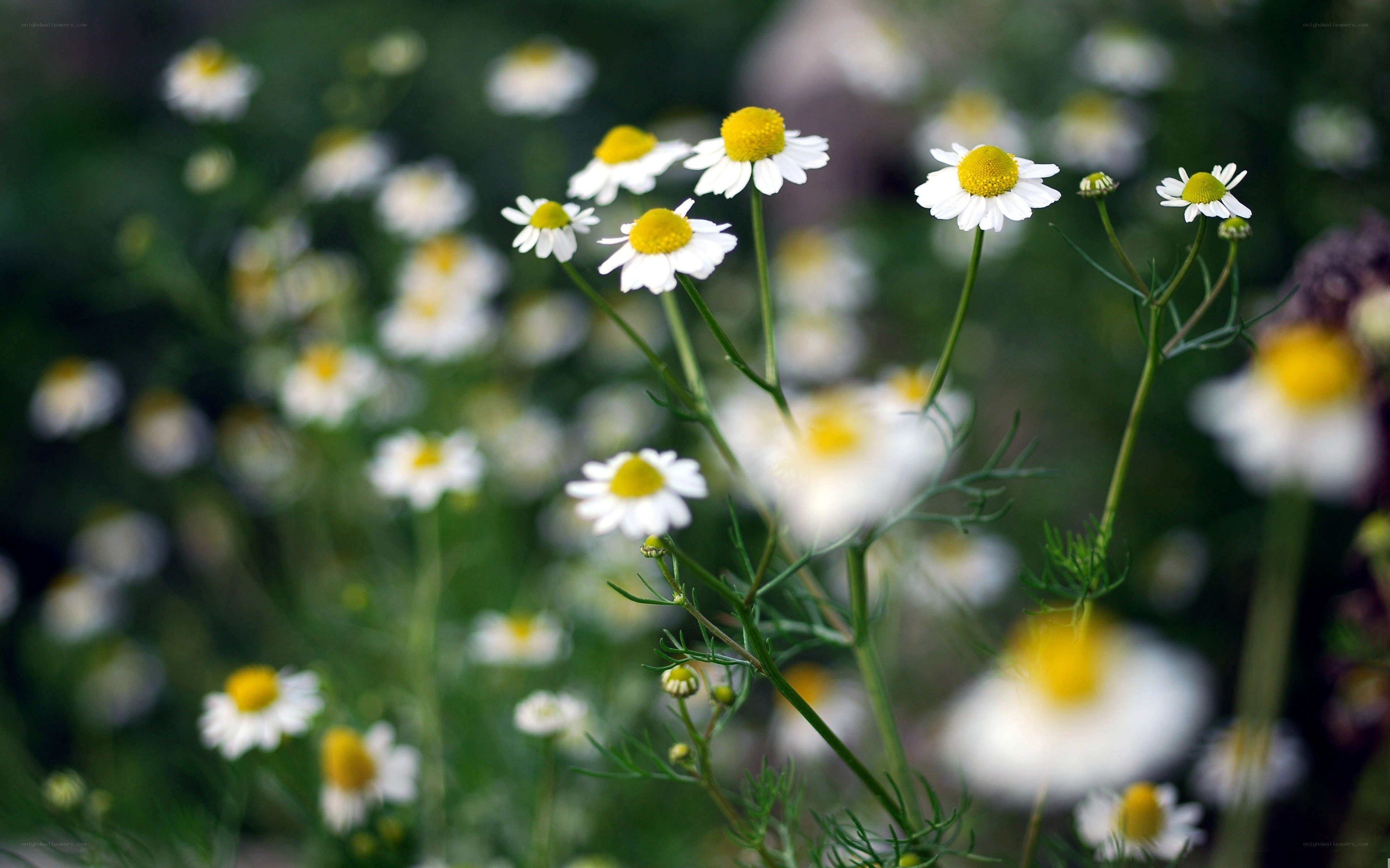 Chamomile flowers in a field