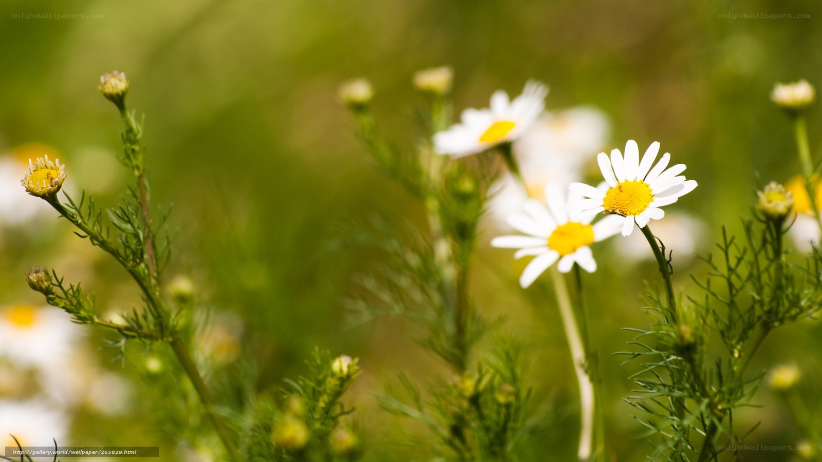 Chamomile flowers in a field