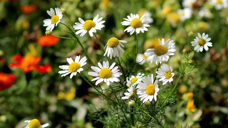 Chamomile flowers in a garden