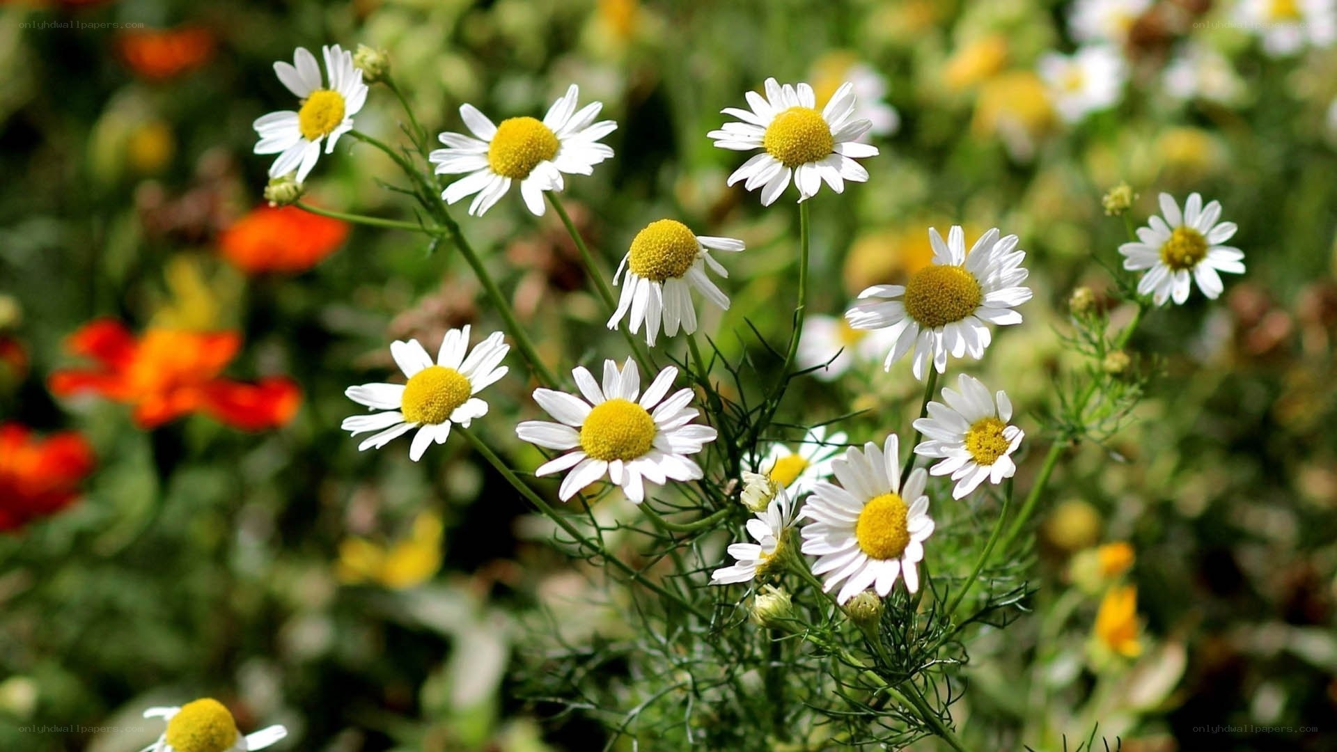 Chamomile flowers in a garden