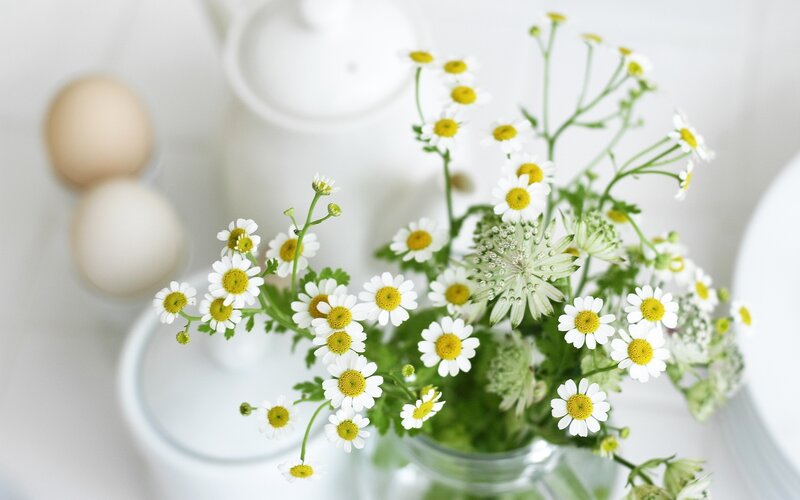 Chamomile flowers in a vase