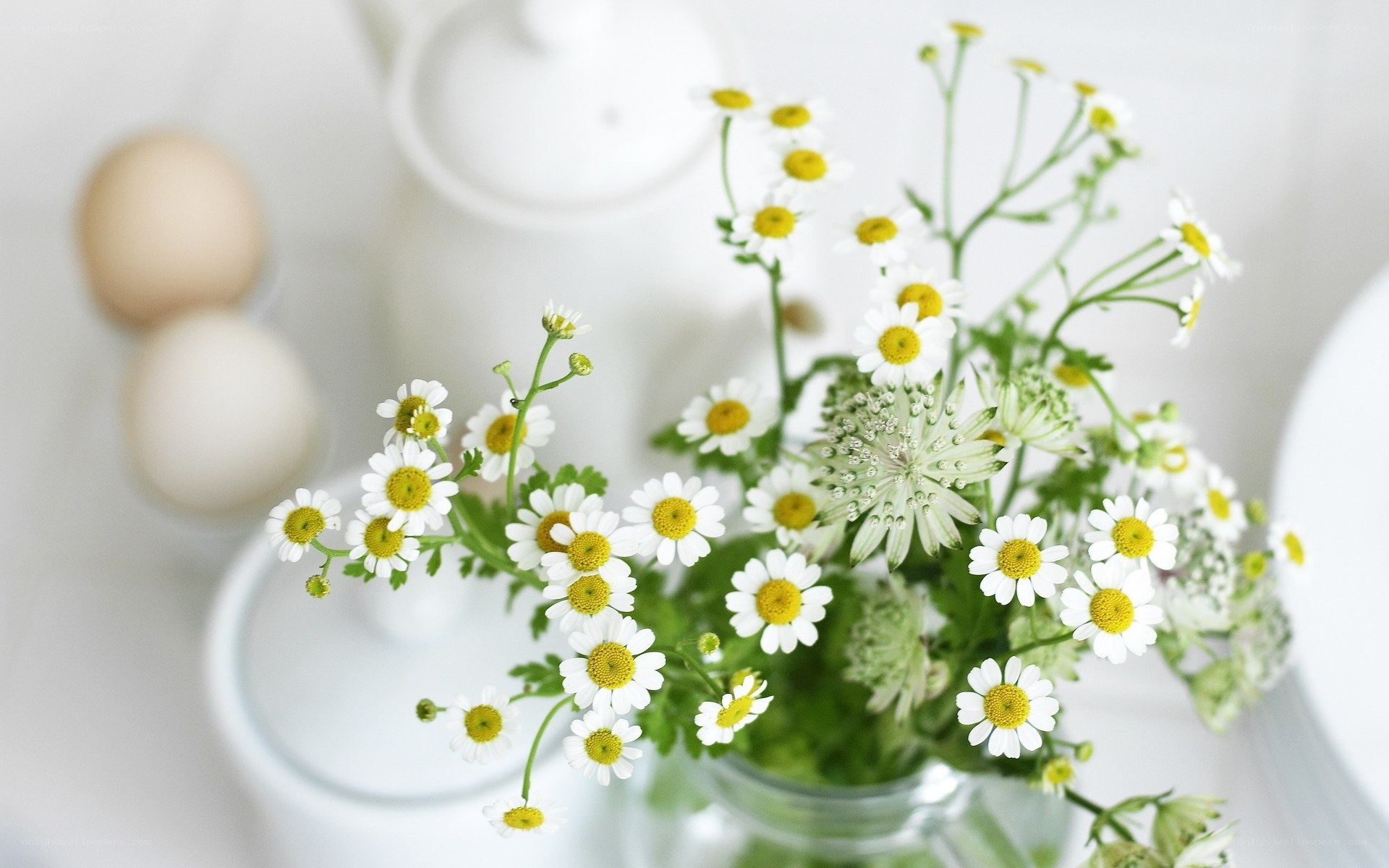 Chamomile flowers in a vase