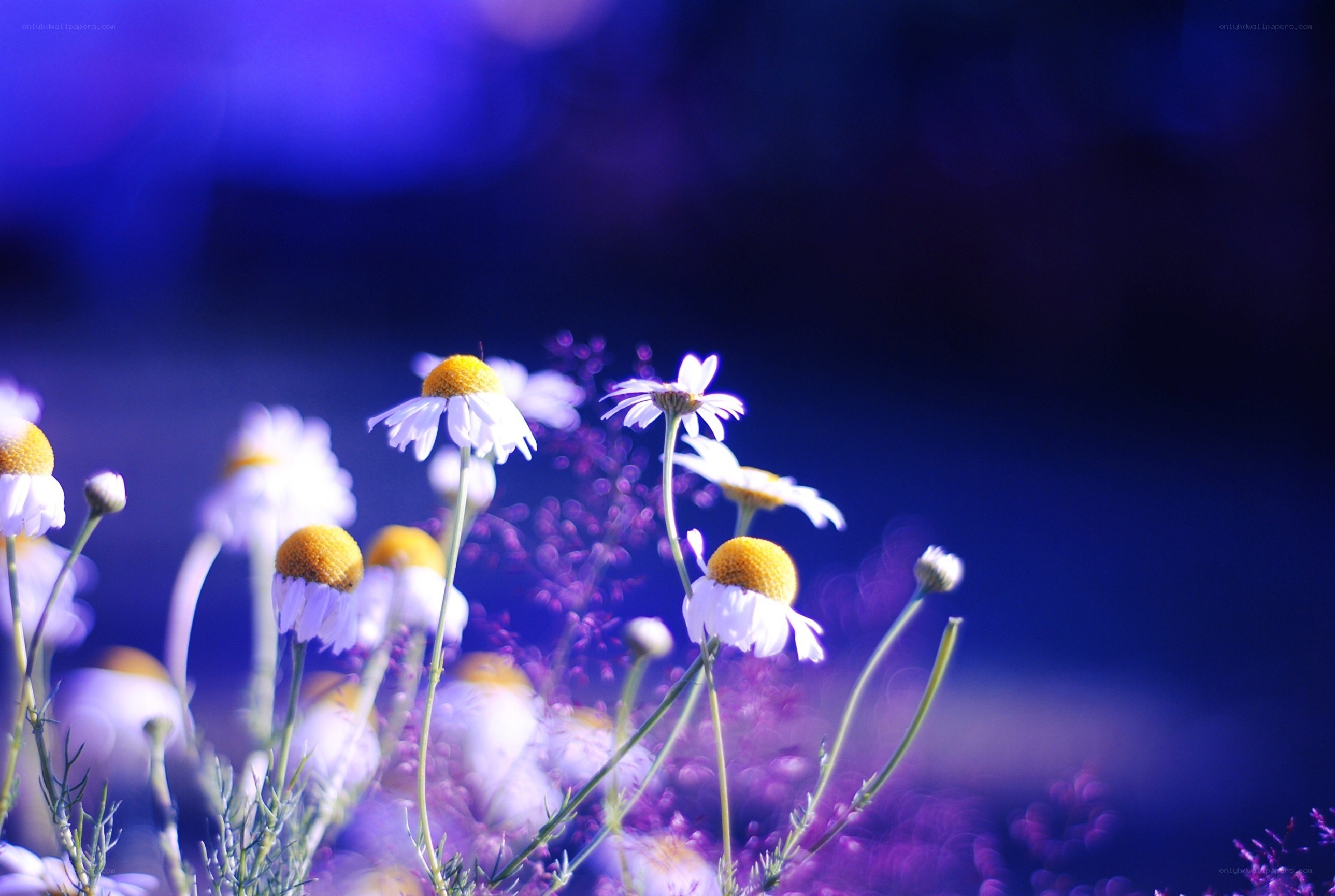 Chamomile flowers in blue light