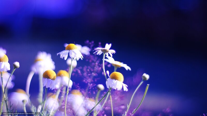 Chamomile flowers in blue light