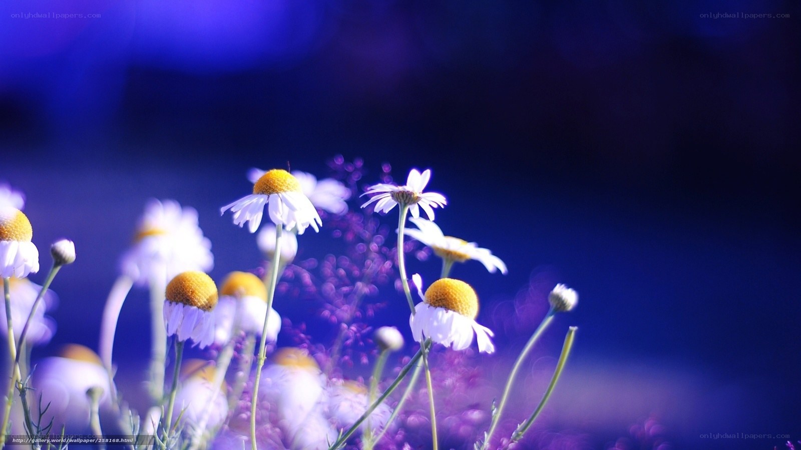 Chamomile flowers in blue light