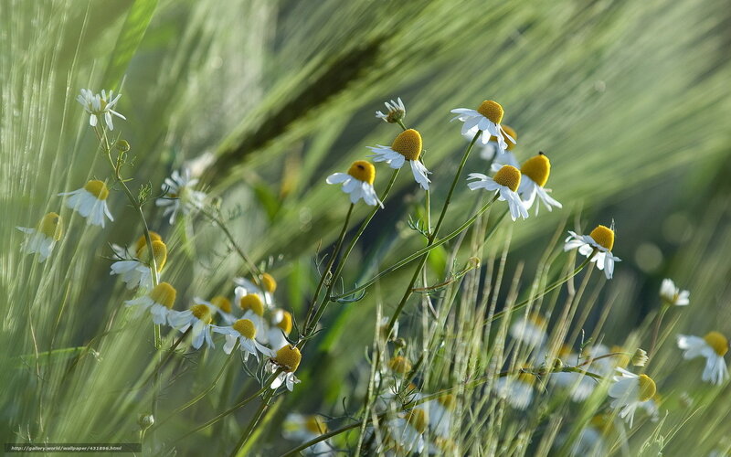 Chamomile Flowers in Field — Green