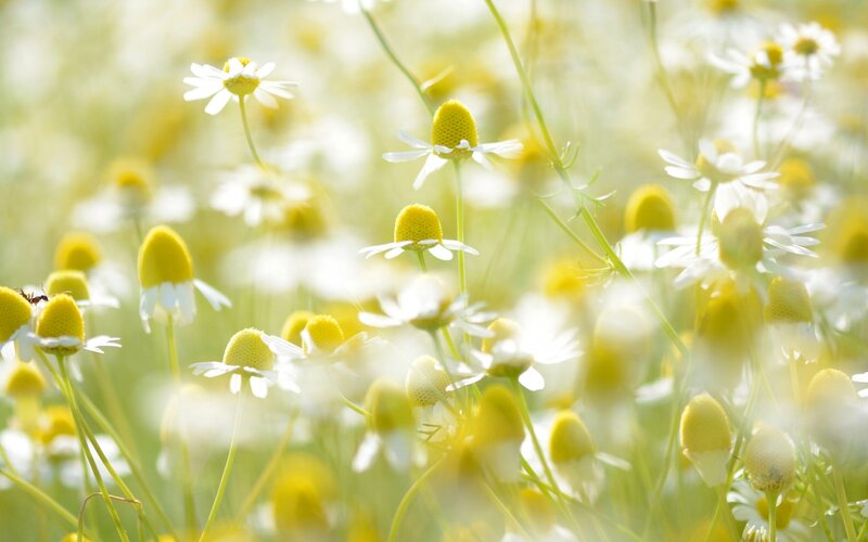Chamomile Flowers in Field