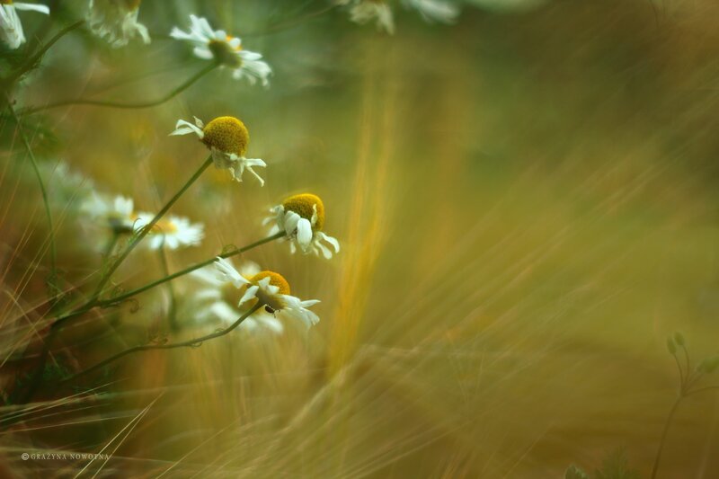 Chamomile Flowers in Field — Yellow