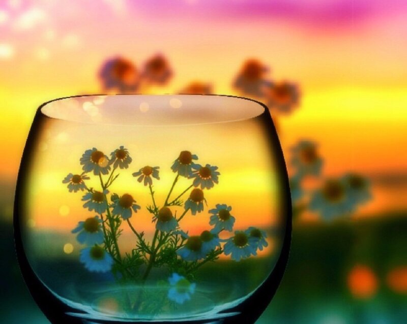 Chamomile Flowers in Glass