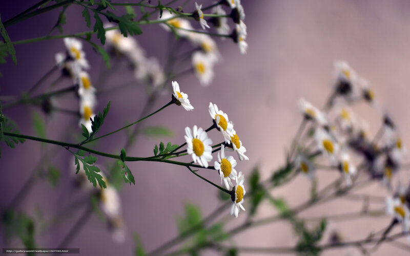 Chamomile flowers in soft focus