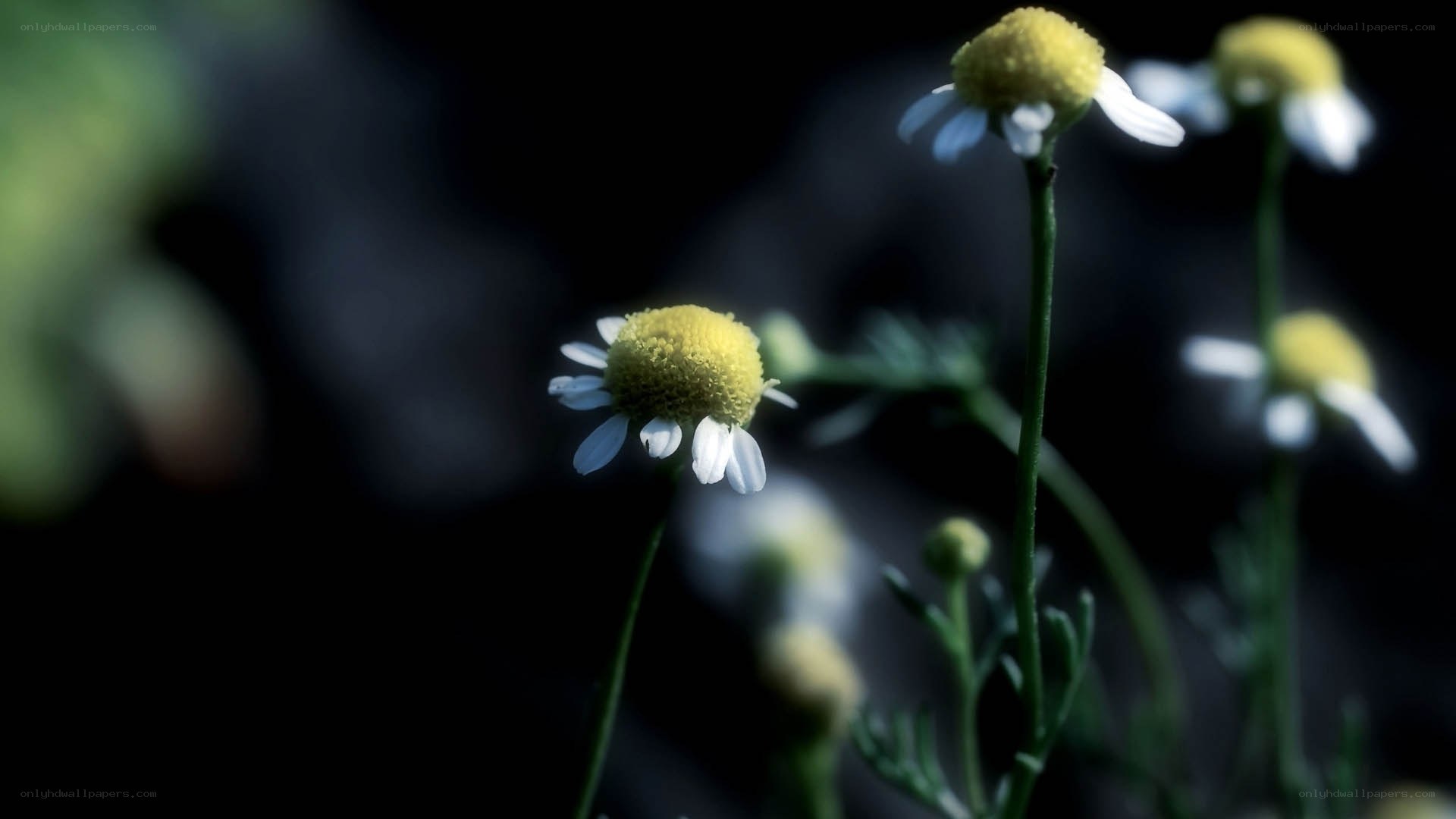 Chamomile flowers in soft light