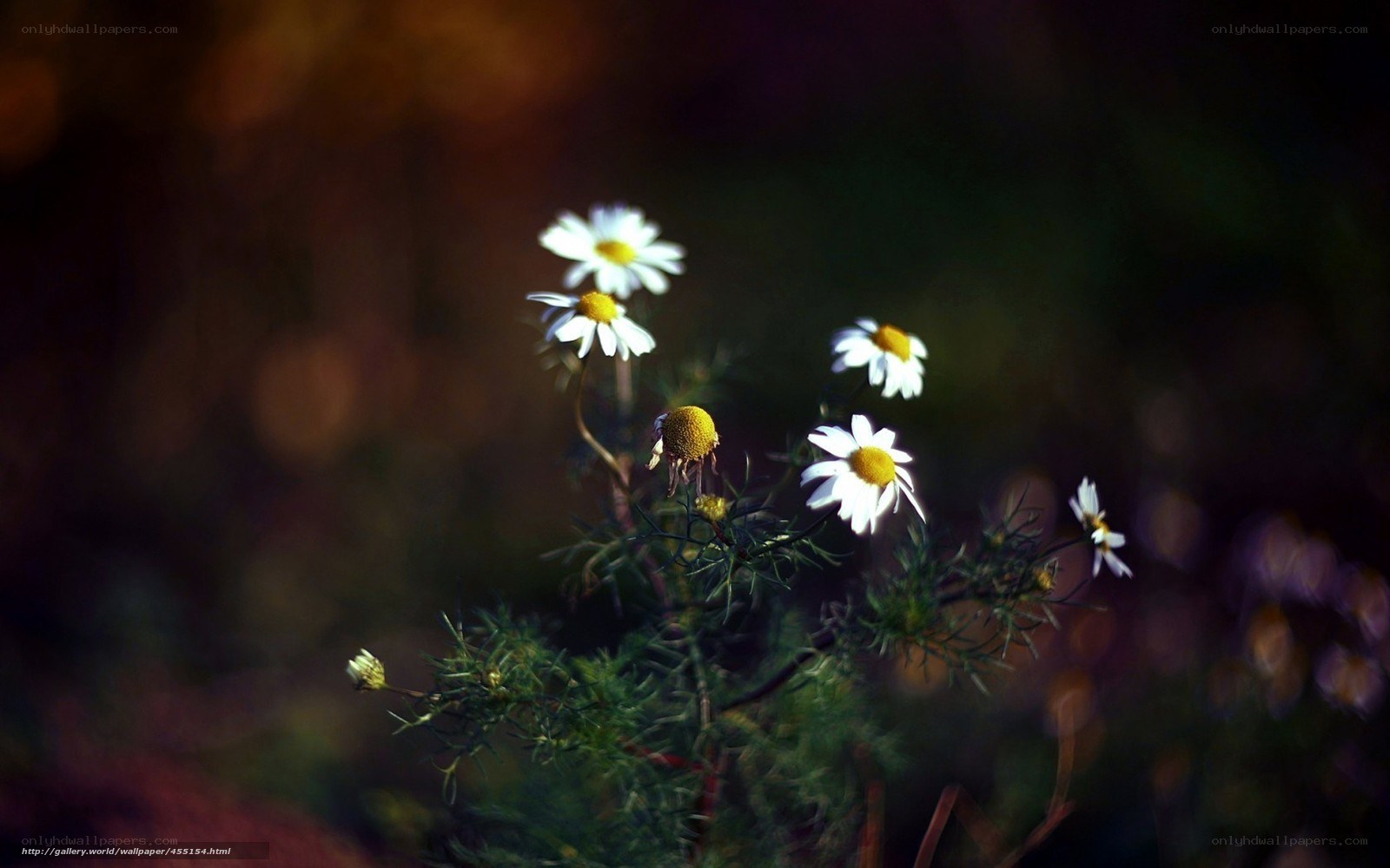Chamomile flowers in soft light