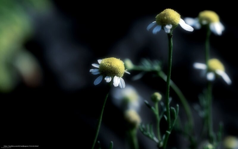 Chamomile flowers in soft light