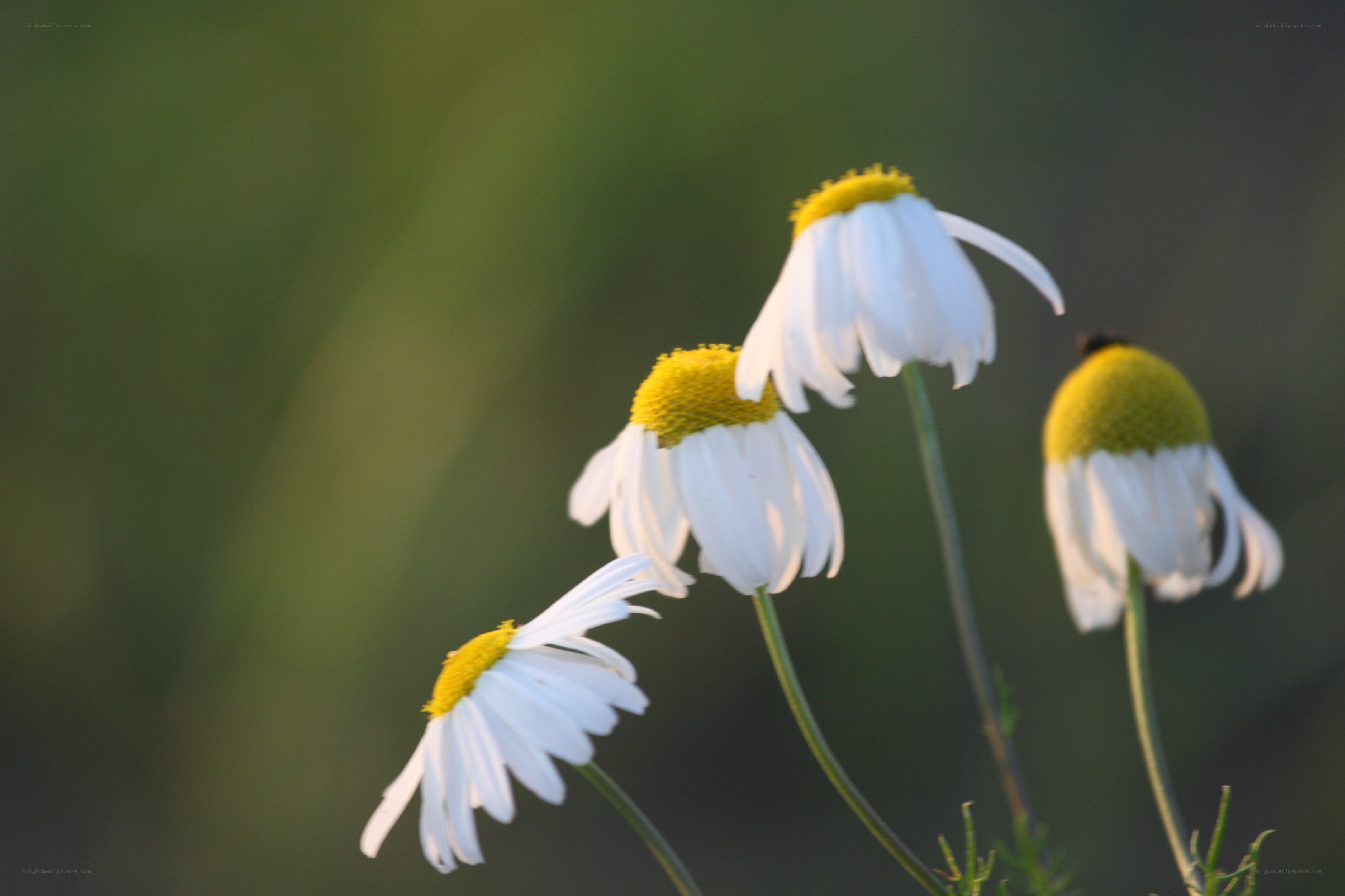 Chamomile flowers in sunlight