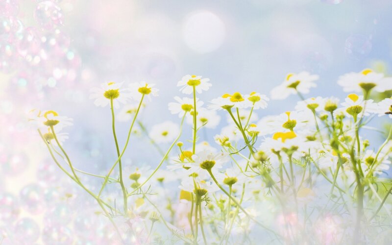 Chamomile flowers in sunlight
