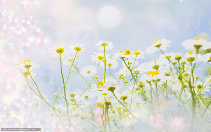Chamomile flowers in sunlight