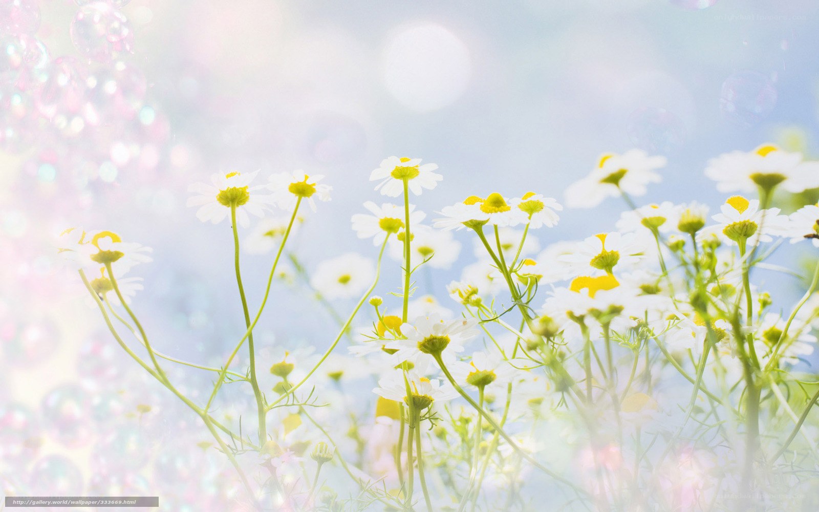 Chamomile flowers in sunlight
