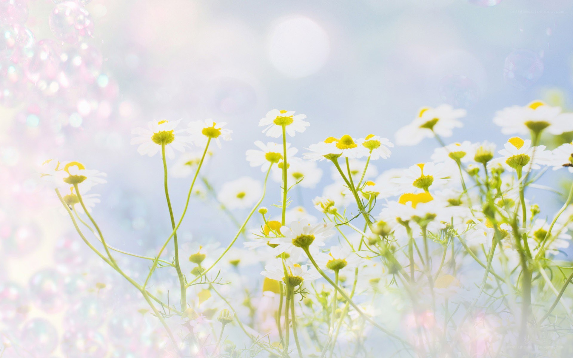Chamomile flowers in sunlight