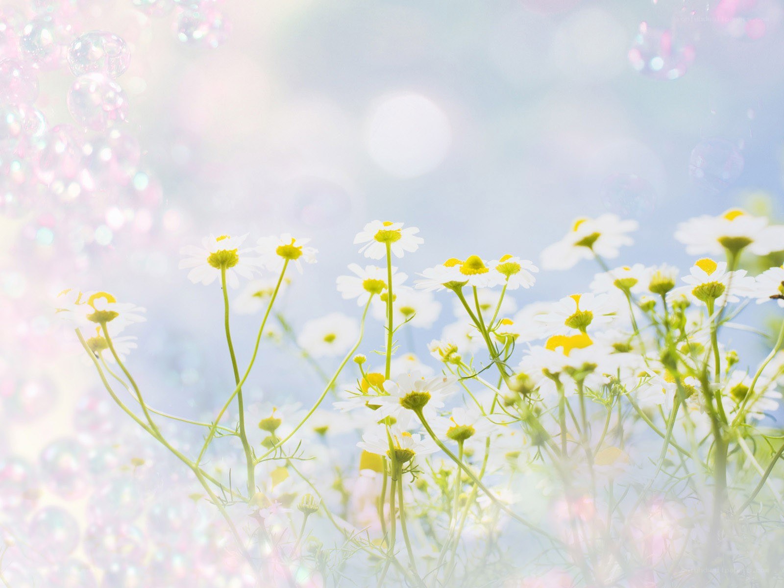 Chamomile flowers in sunlight