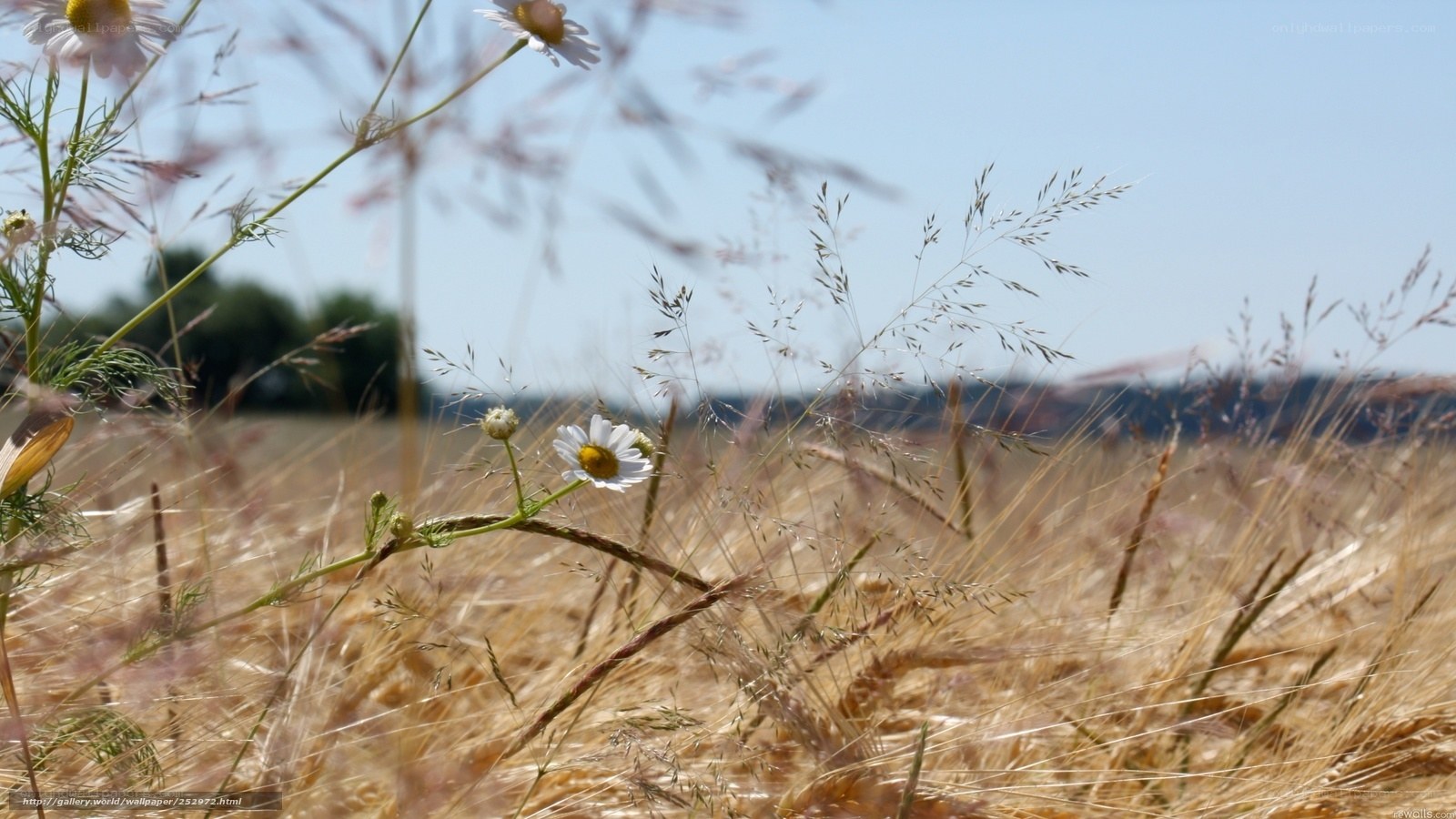 Chamomile in a Wheat Field