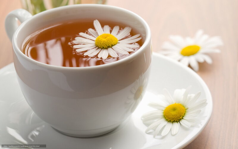 Chamomile Tea in Cup — White, Calm, Photograph, Daisy