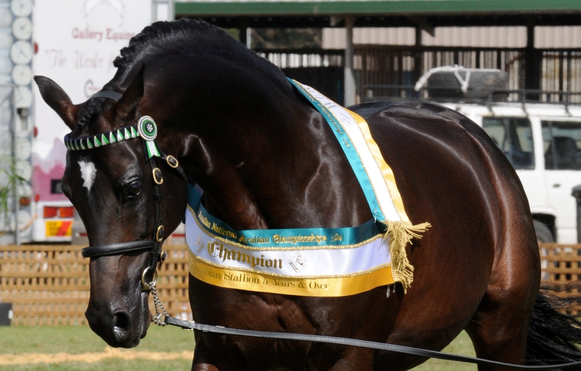 Champion Arabian stallion