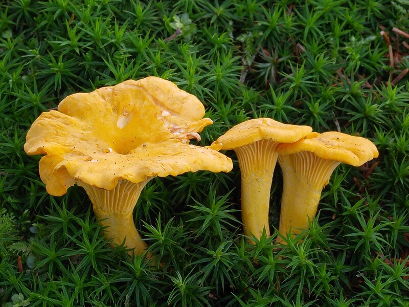 Chanterelle Mushrooms