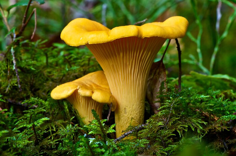 Chanterelle Mushrooms — Yellow, Natural
