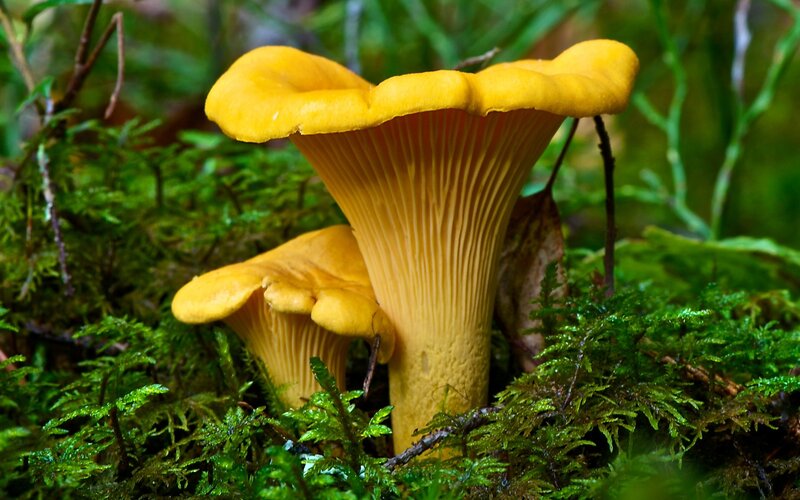Chanterelle Mushrooms — Yellow