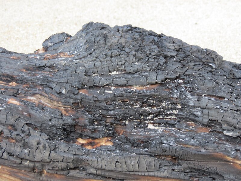 charred driftwood on beach