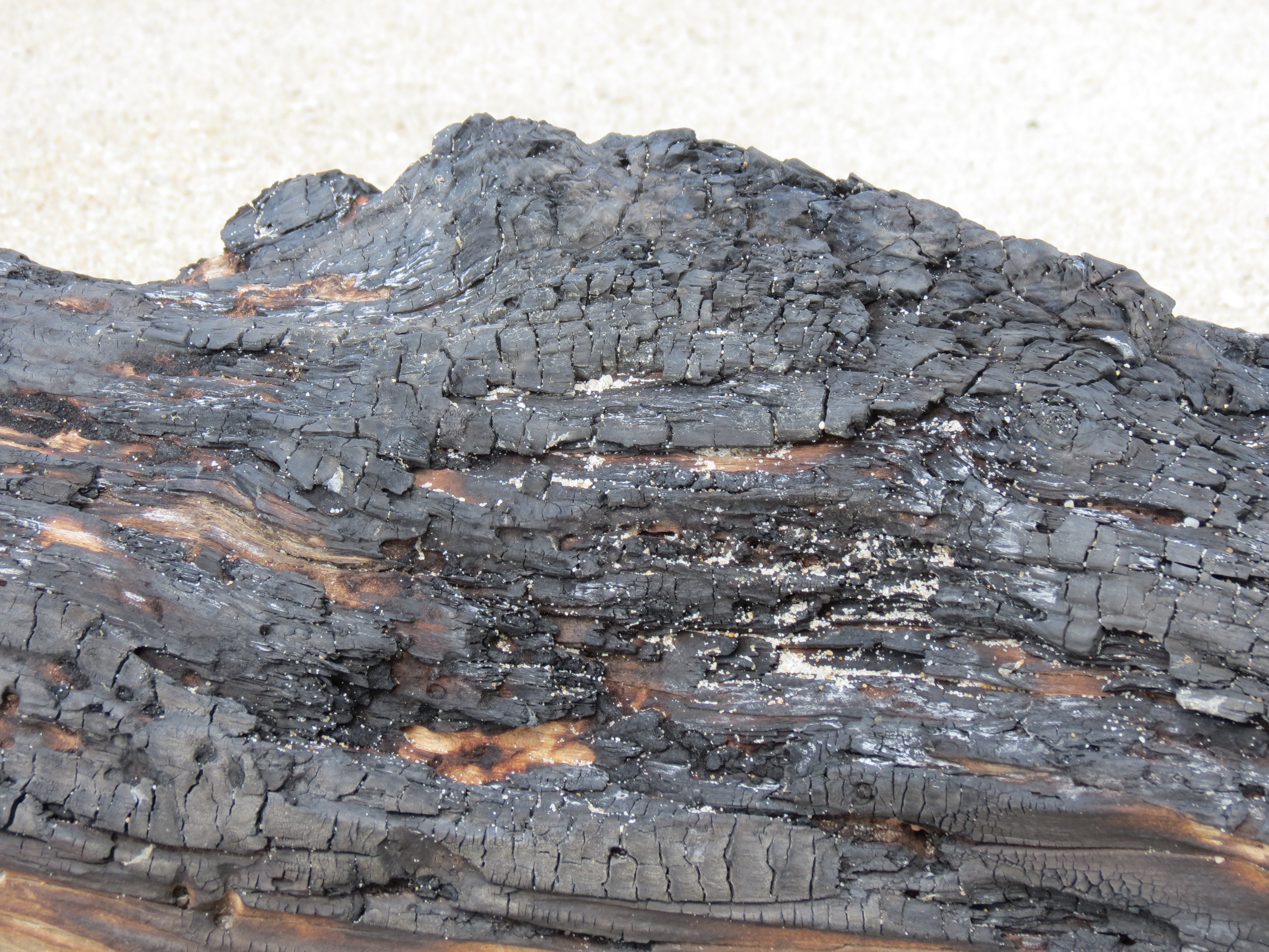 charred driftwood on beach