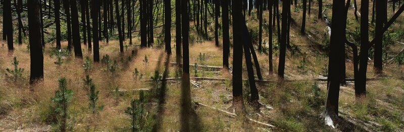 Charred Forest After Fire
