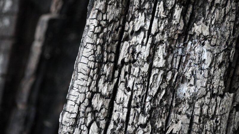charred tree bark texture