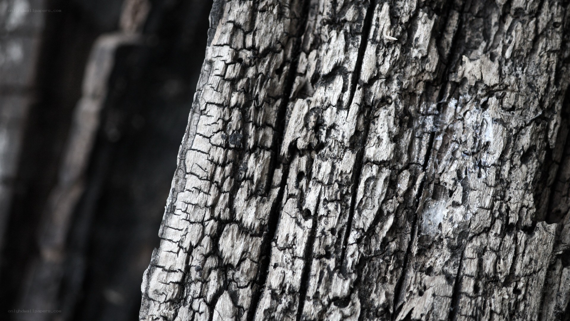 charred tree bark texture