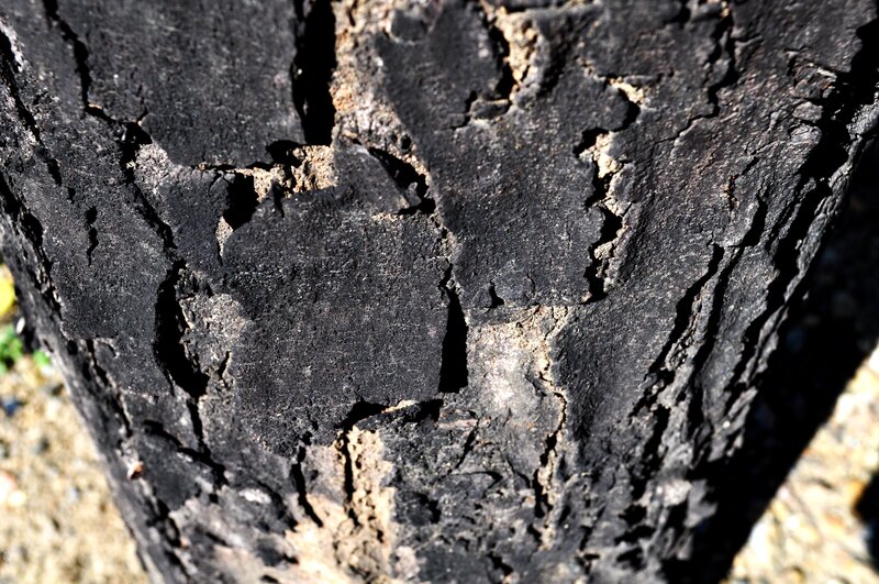 charred tree bark texture