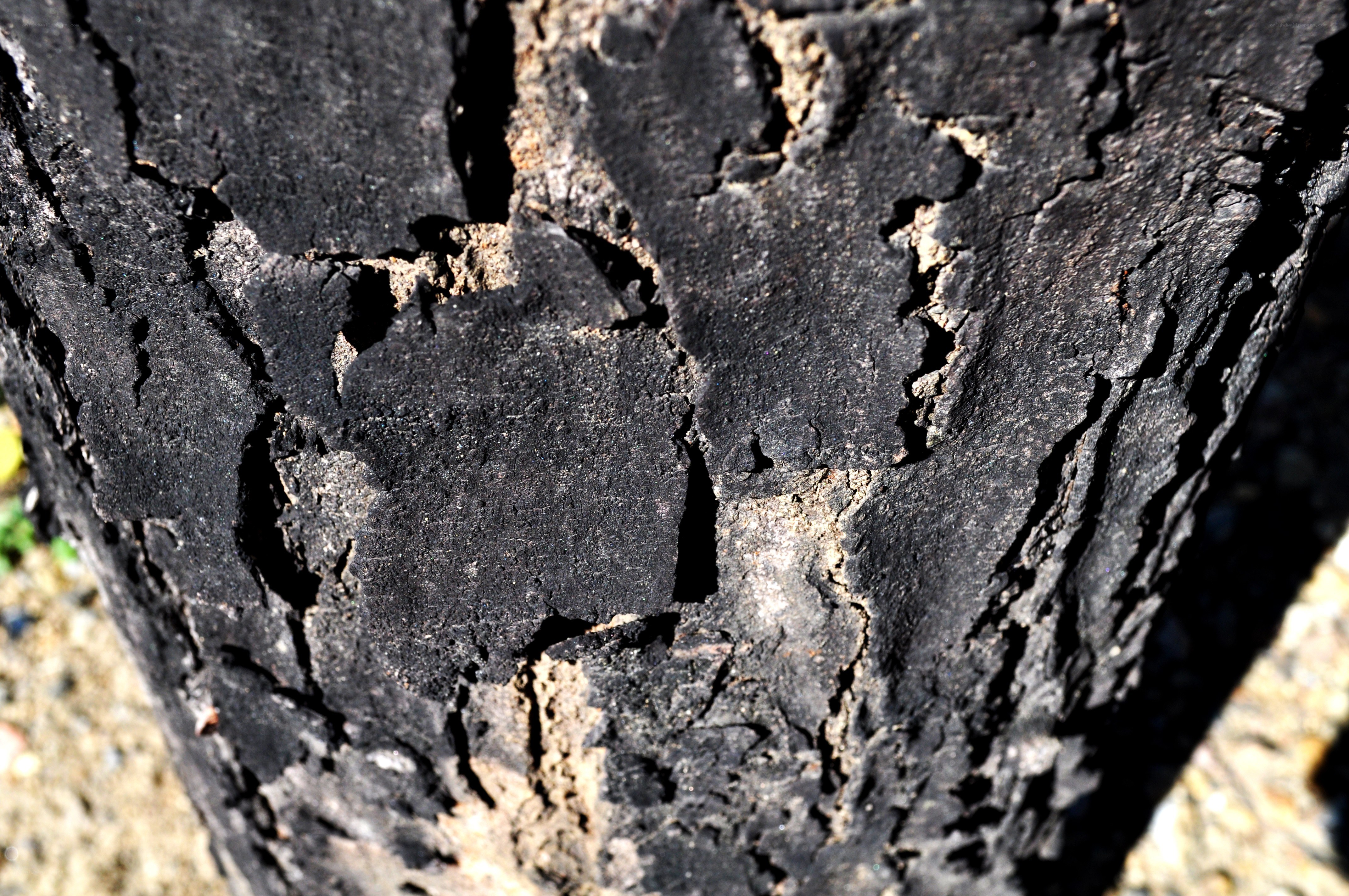charred tree bark texture