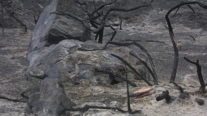Charred Tree Branches — Black