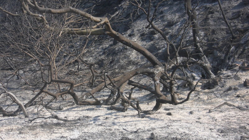 Charred Tree Branches