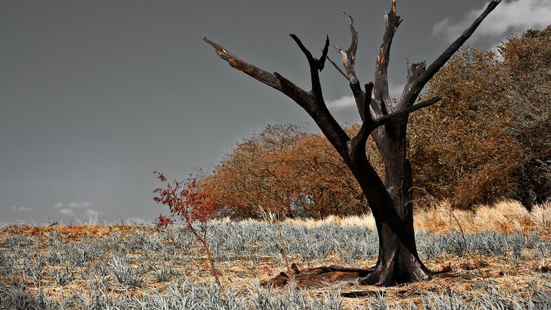 Charred Tree in Field