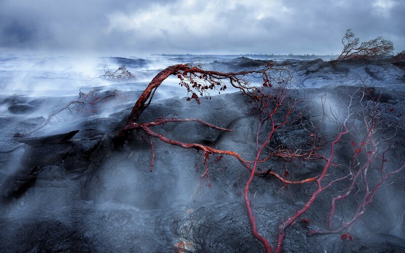 Charred Tree on Lava