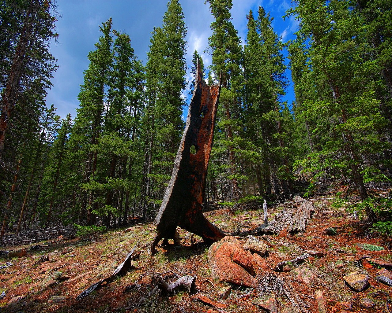 Charred tree stump in forest
