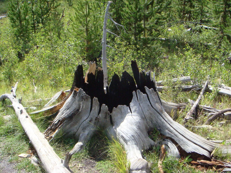 Charred Tree Stump