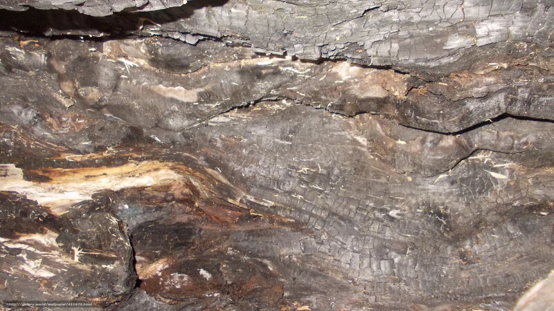 Charred Tree Trunk — Black