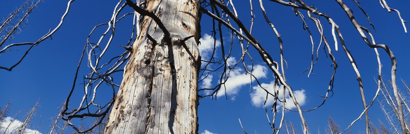 Charred Tree Trunk — Blue