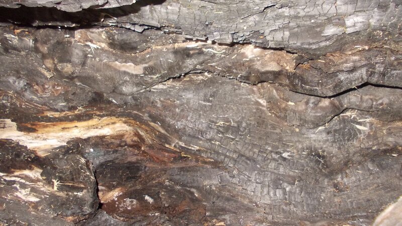 Charred Tree Trunk