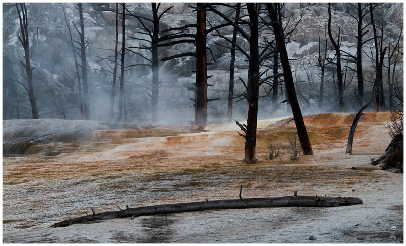 Charred Trees in Geothermal Area