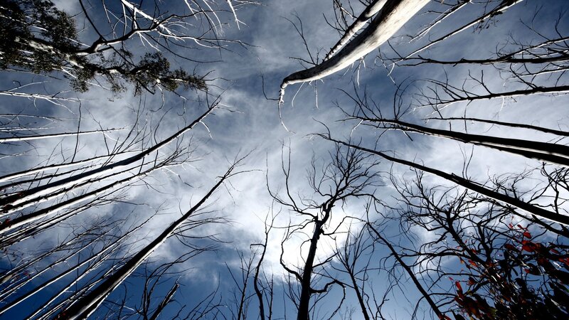 Charred Trees Reaching Sky